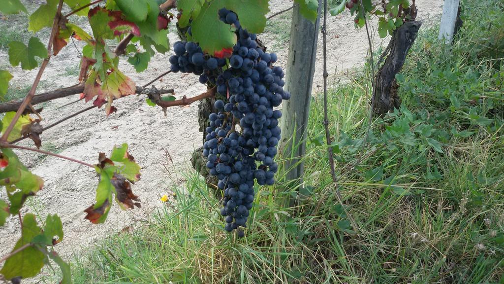 Cascina Torello Dogliani Εξωτερικό φωτογραφία