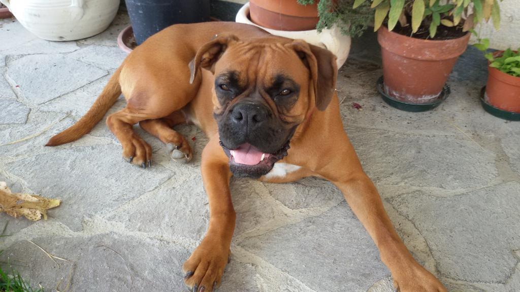 Cascina Torello Dogliani Εξωτερικό φωτογραφία