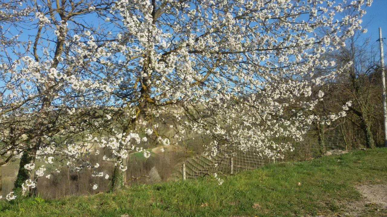 Cascina Torello Dogliani Εξωτερικό φωτογραφία